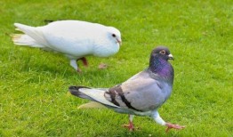 白鸽子吃瓜视频,揭秘萌宠美食新风尚