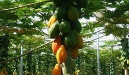 吃大树瓜,畅享大树瓜的清凉美味之旅