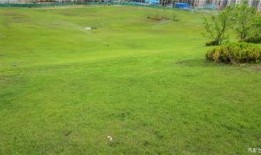 草坪吃瓜娃娃照片真实,夏日欢乐时光