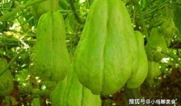 明明吃佛手瓜,探寻健康美味的新选择