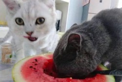 猫吃美女的瓜,揭秘网络八卦背后的真相