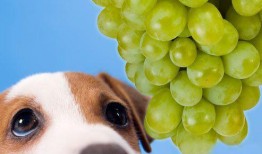 狗狗可以吃蒲瓜嘛,蒲瓜是否适合作为狗狗的美食？