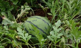 西瓜田里吃瓜,西瓜田里的甜蜜时光