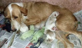 狗狗吃绿贝贝瓜