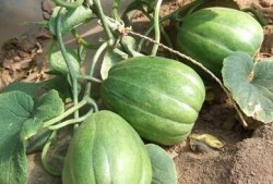 吃瓜表情包香瓜,吃瓜群众的欢乐源泉