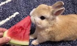 吃瓜兔已有闺蜜,欢乐时光里的甜蜜陪伴