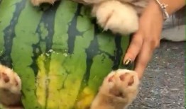 狗狗吃云南小瓜,美味与营养并存