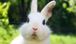 小红兔吃瓜,小红兔的甜蜜瓜果时光