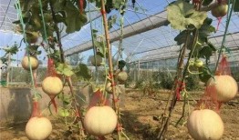 湾湾爆笑吃瓜,笑料横生的娱乐圈幕后故事大揭秘