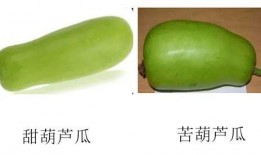 瓜有苦味可以吃吗,探究瓜类苦味与食用安全