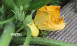 有无吃瓜群,揭秘吃瓜群与不吃瓜群的差异