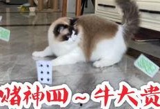 猫吃瓜群众搞笑视频,猫界搞笑视频集锦