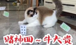 猫吃瓜群众搞笑视频,猫界搞笑视频集锦