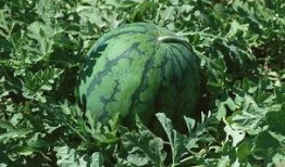 吃瓜尖过敏,常见症状与预防措施