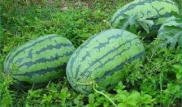 春季吃瓜的好处,吃瓜解燥，健康生活新选择