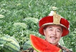 讨论吃瓜,揭秘网络吃瓜文化的魅力与争议