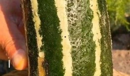 吃瓜了你这瓜保熟吗,揭秘“你这瓜保熟吗”的真相与选择技巧