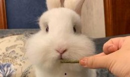 兔子可以吃小瓜吗,小瓜在兔子菜单中的地位