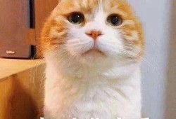 坐等吃大瓜好吗,揭秘娱乐圈幕后故事