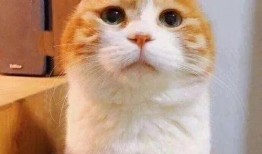 坐等吃大瓜好吗,揭秘娱乐圈幕后故事