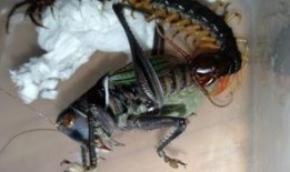 吃瓜的蟋蟀,揭秘夏日昆虫的趣味生活