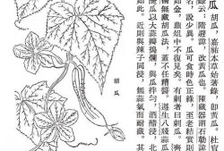 古代吃瓜人的表现