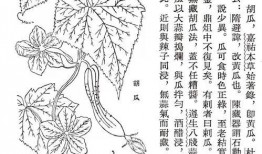 古代吃瓜人的表现