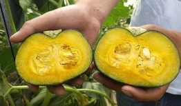 怎样吃板栗瓜,解锁健康吃法，尽享秋日甘甜