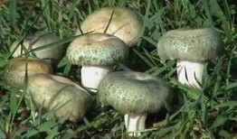 翻滚吧吃瓜菌,揭秘娱乐圈的幕后真相与趣味瞬间