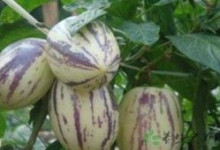 肠炎可以吃茄瓜嘛,肠炎患者适宜食用茄瓜吗？