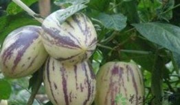 肠炎可以吃茄瓜嘛,肠炎患者适宜食用茄瓜吗？