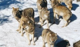 遇狼吃瓜人21,一场惊心动魄的生存挑战