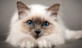 猫咪怎样吃大瓜,揭秘猫咪吃大瓜的趣味瞬间