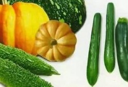 吃瓜小品完整版,揭秘娱乐圈幕后故事