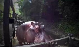 两只小狗吃瓜比赛,两只小狗的吃瓜大赛