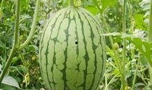 梦见有瓜吃,揭秘“梦见有瓜吃”的寓意与象征