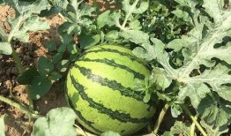 年代文中吃瓜日常,那些年，我们如何“吃瓜”度日