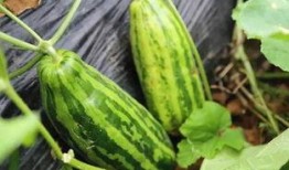 银湖吃瓜的意思,揭秘“银湖吃瓜”现象背后的网络文化现象