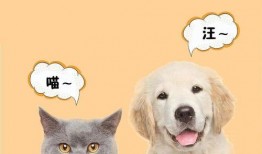 猫吃瓜群众搞笑视频,猫界搞笑视频集锦