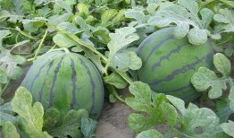 吃瓜vs下饭,揭秘美食背后的文化内涵