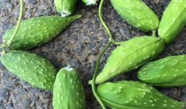 孕妇吃蛇瓜好吗