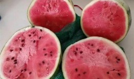 麒麟瓜是脆瓜吗怎么吃的,教你轻松美味吃法