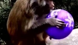 喜欢吃瓜的怪兽,揭秘爱吃瓜的怪兽传奇