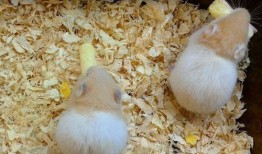 仓鼠吃瓜吃皮视频,萌宠美食新体验