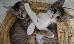 小猫吃聪明瓜视频,智慧萌态引网友热议