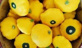 飞碟瓜怎样吃,探索美味新境界