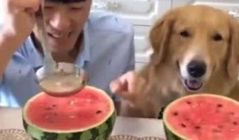 两只小狗吃瓜比赛,两只小狗的吃瓜大赛