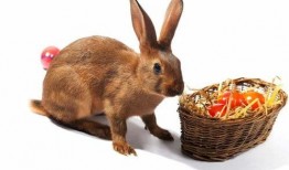 小红兔吃瓜,小红兔的甜蜜瓜果时光