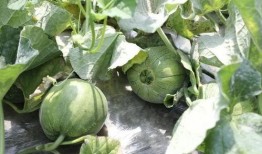 吃瓜什么季节好,吃瓜正当时——夏季瓜果盛宴