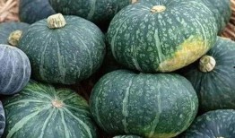 怎样吃板栗瓜,解锁健康吃法，尽享秋日甘甜